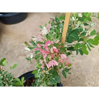 มะขามเทศชมพูใบด่าง1ต้นขนาดเล็กถุงดำนิยมประดับและทำบอนไซ