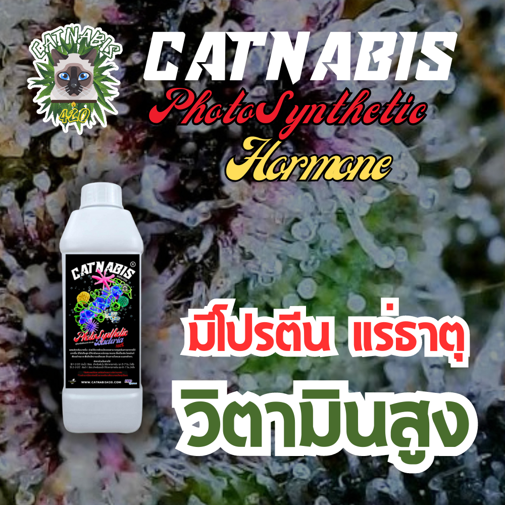 จุลินทรีย์สังเคราะห์แสง Catnabis420 เกรดพรีเมี่ยม PhotoSynthetic Bacteria 100% ช่วยให้รากพืชแข็งแรง