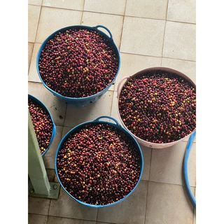 เมล็ดกาแฟคั่ว จอมใจ Jomjai selected yeast process 200 กรัม YAYO COFFEE : Doichang✅คั่วใหม่ ✅ส่งเร็ว✅บดฟรี