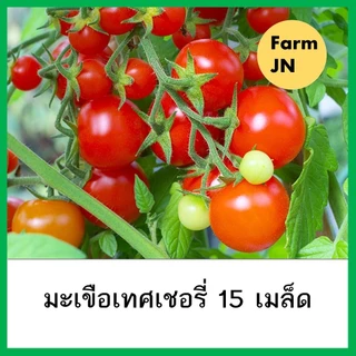 เมล็ดมะเขือเทศเชอรี่ เมล็ดพันธุ์จาก FarmJN