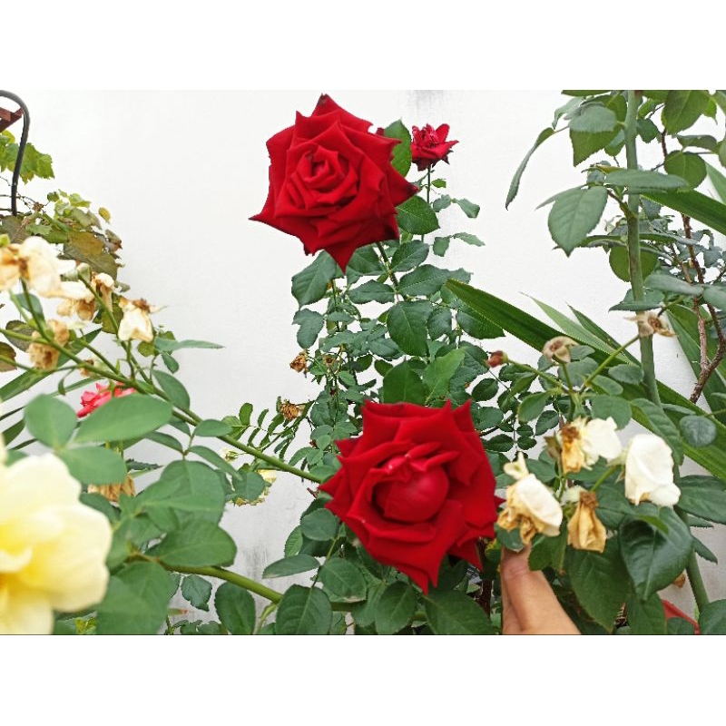 ปุ๋ย AB  (10 ลิตร) สมุนไพรเขียว ไม้ดอก ไม้ประดับ ดอกใหญ่ ใบเขียว สูตรเดียวจบ ราคา ถูกที่สุด ดีลบีเคเค แกลเลอรีภาพที่ 9