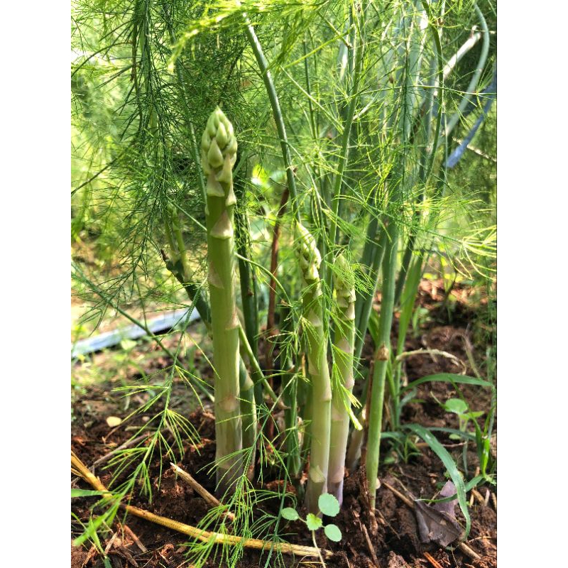 หน่อไม้ฝรั่ง Asparagus หน่อไม้ฝรั่งอินทรีย์ปลูกเอง