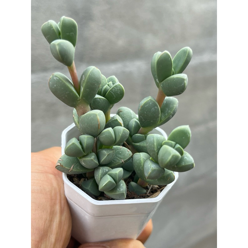 เขากระทิง Corpuscularia lehmannii ไม้อวบน้ำ น่ารักๆ กระถาง 2 นิ้ว