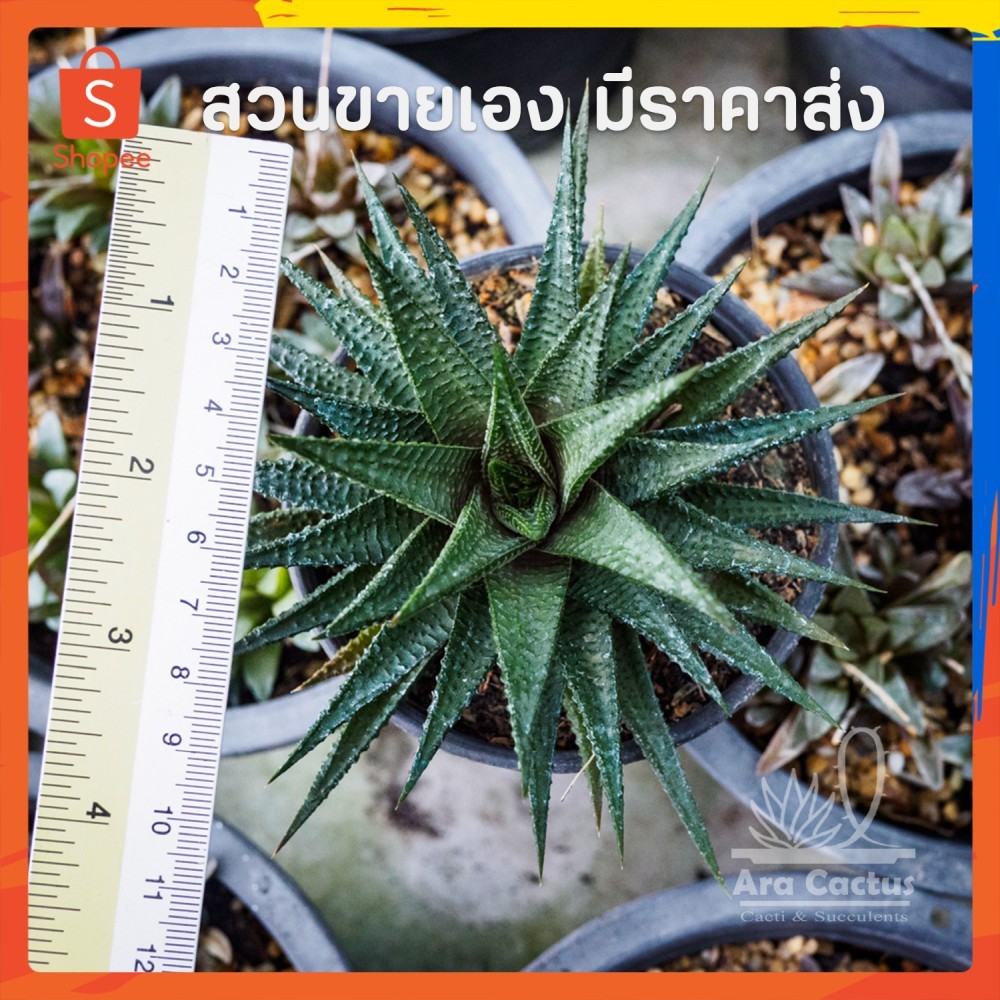 ขายโล๊ะ! ต้นใหญ่หมดแล้วหมดเลย ฮาโวเทียม้าเวียนลูกผสมใบตั้ง ไซส์กระถาง 4 นิ้ว ต้นไม้ประดับ ไม้อวบน้ำ แคคตัส ไม้ฟอกอากาศ - รูปที่ 2