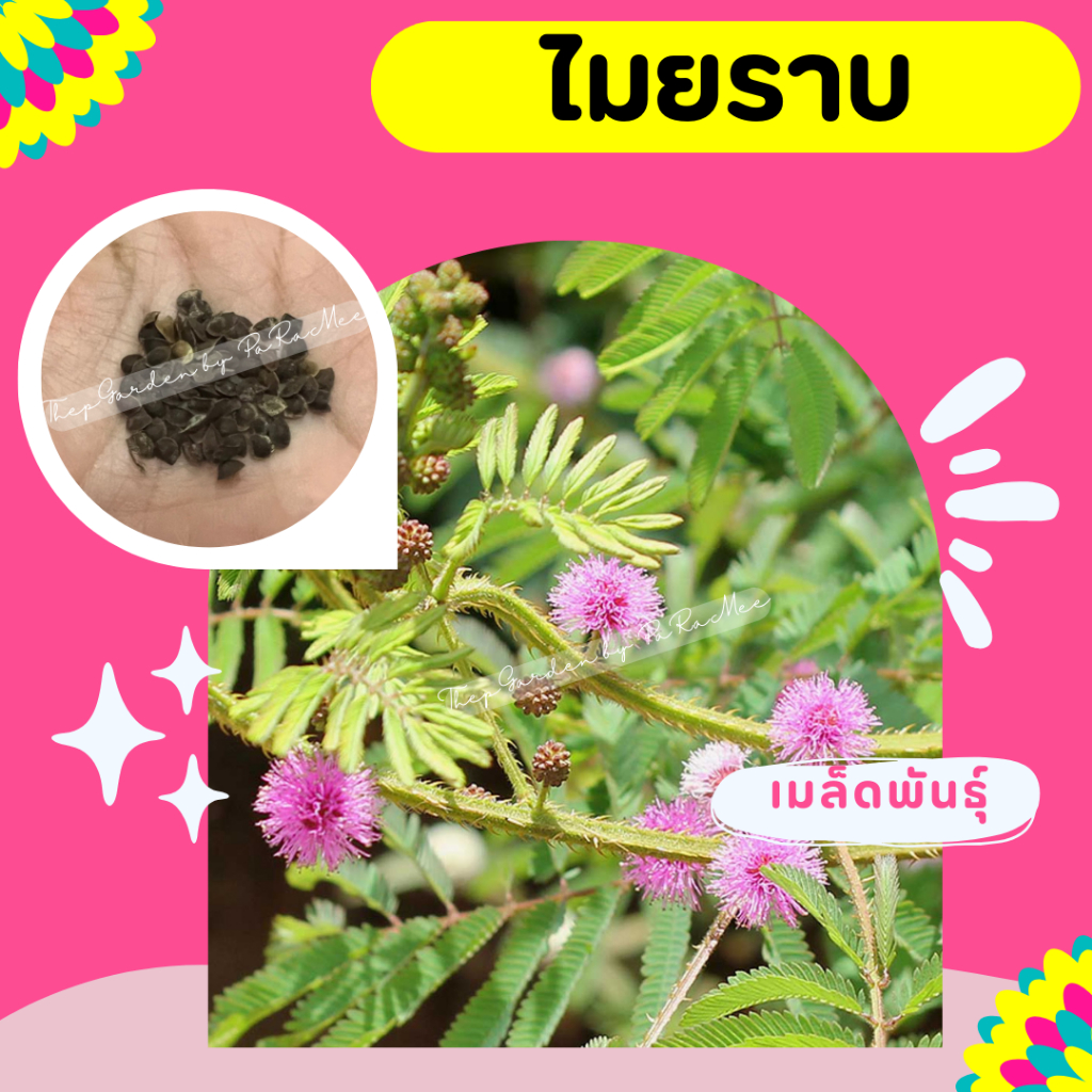 เมล็ดพันธุ์ไมยราบดอกสีชมพู