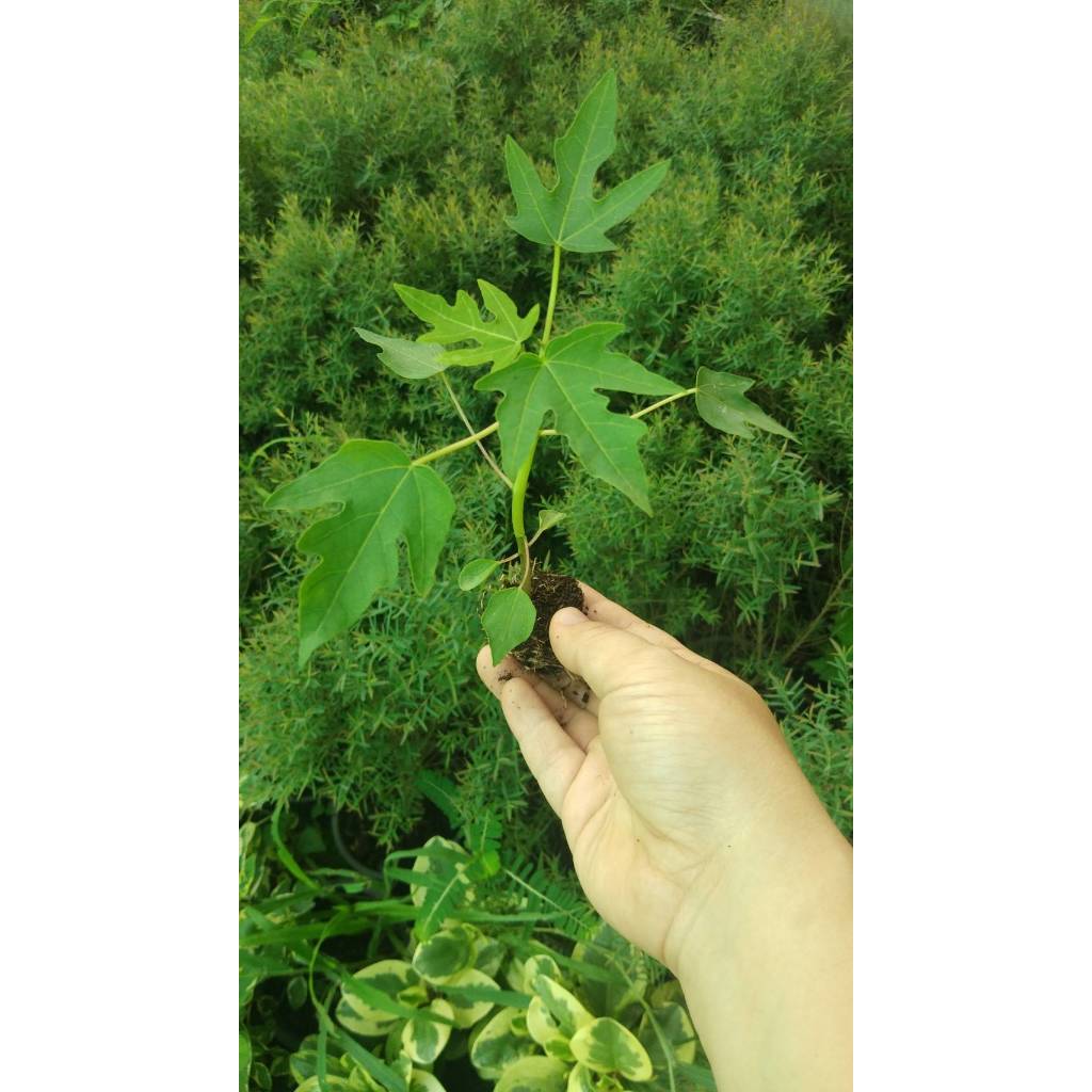 ต้นกล้า มะละกอฮอลแลนด์ ต้นละ 12บาท ซื้อ 10แถม 2ต้น พร้อมปลูก ทานสุกได้ หวานอร่อยมาก ส่งแบบห่อตุ้มส่ง - รูปที่ 4