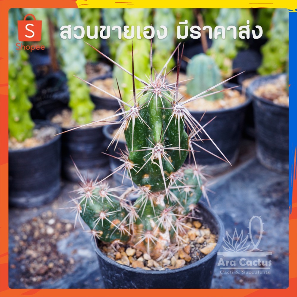 สวนขายเอง! ไข่หนามโหด Grusonia invicta ไซส์กระถาง 3 นิ้ว แคคตัส กระบองเพชร ต้นไม้ประดับ อวบน้ำ