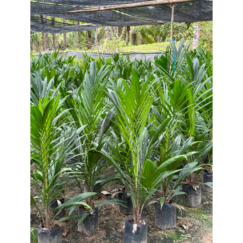 ต้นกล้าปาล์มน้ำมัน สายพันธุ์ ยังกัมบิ ML161