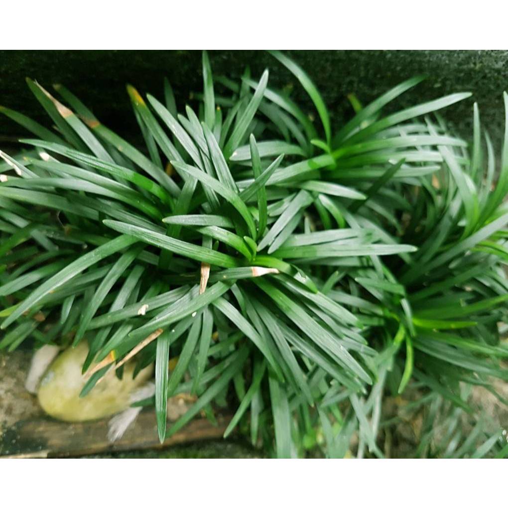 หญ้าหนวดปลาดุกแคระ​ .ปลูกง่าย จัดสวนในร่มทดแทนการปูหญ้า ไม้ประดับ​ สมุนไพร​ ต้นไม้ ฟอกอากาศ สวน จัดสวน แต่งบ้าน สวนครัว - รูปที่ 2