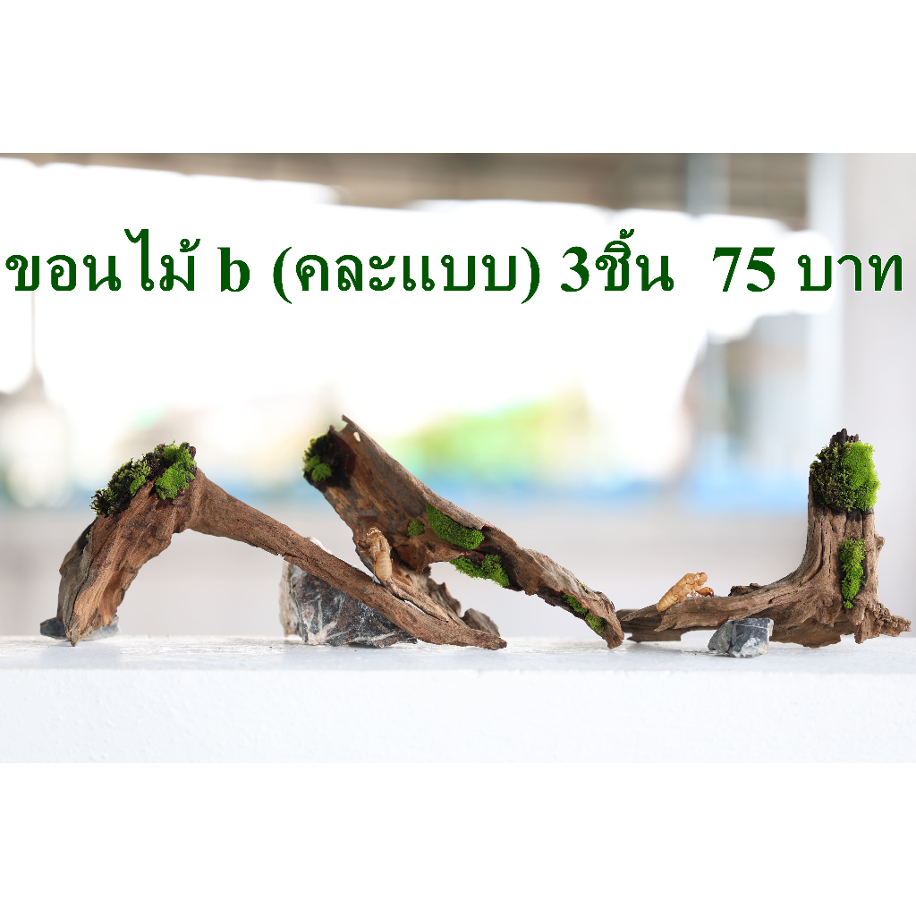 ขอนไม้ กิ่งไม้ ตู้ปลา - กุ้ง Set b