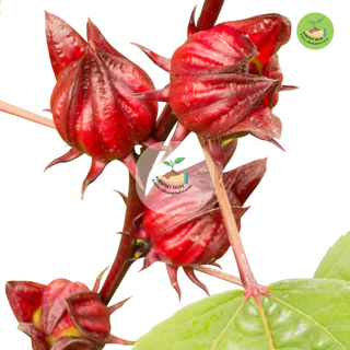 9บาท เมล็ดพันธุ์กระเจี๊ยบแดง 50 เมล็ด