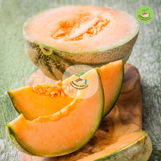 9บาท เมล็ดพันธุ์แคนตาลูป 10 เมล็ด