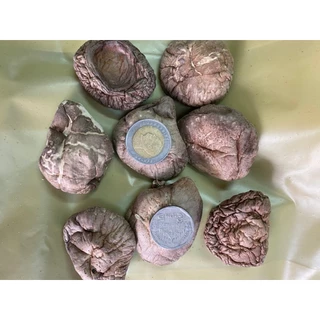 เห็ดหอม AA5 (1 กิโลกรัม) เนื้อหนา นุ่ม ดอกใหญ่