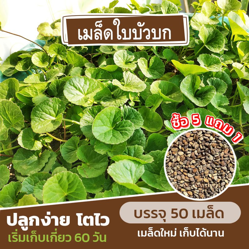 เมล็ดพันธุ์ ใบบัวบก แบ่งขาย 50 เมล็ด (ซื้อ 5 แถม 1)✨ คละชนิดได้