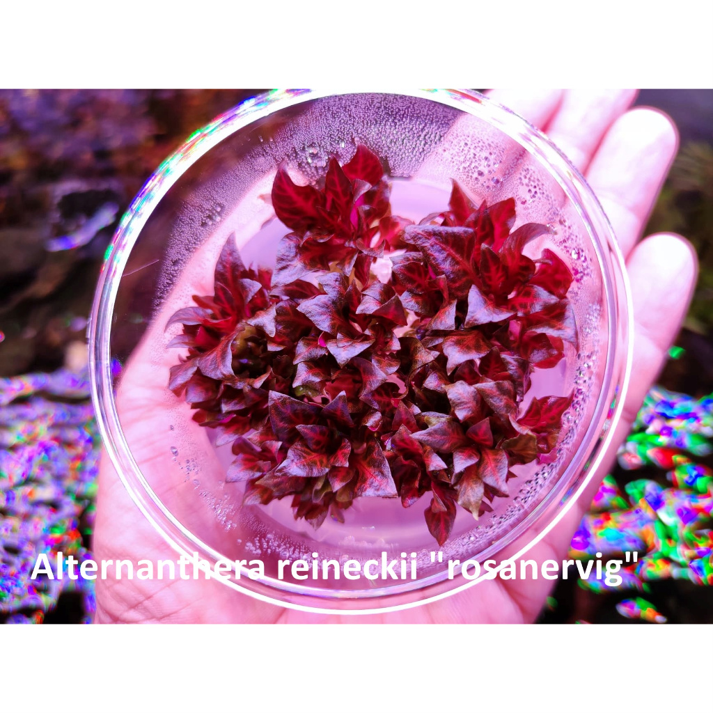 เรเนเก้ใบลาย  Alternanthera reineckii "rosanervig" เนิ้อเยื่อ กระปุกละ 120 ร้านปาร์ค ไม้น้ำพร้อมส่ง