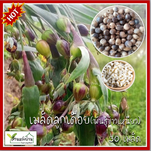 30 เมล็ด ลูกเดือยพันธุ์ข้าวเหนียว เมล็ดลูกเดือย เมล็ดลูกเดือยพันธุ์ข้าวเหนียว ลูกเดือย