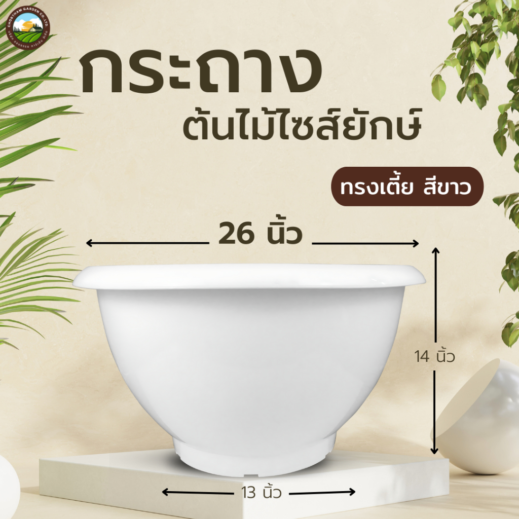 กระถาง 26 นิ้ว  กระถางไซร์ยัก อ่างบัว  หนาพิเศษ  ทรงเตี้ย