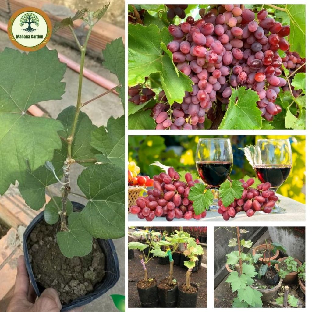 องุ่นแดงคริมสันออสเตรเลีย อันโด่งดังมีรสชาติหวาน, กรอบเป็นพิเศษ ต้นกล้าสูง 60-80 ซม