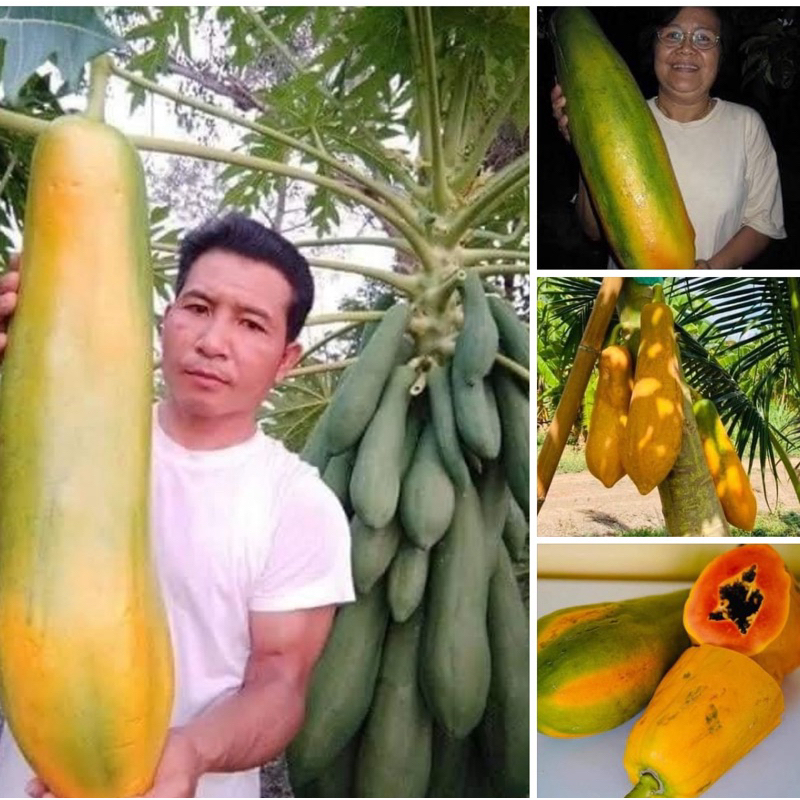 เมล็ดมะละกอยักษ์ ใหญ่เท่าขวดน้ำปลา เนื้อกรอบ อร่อยย