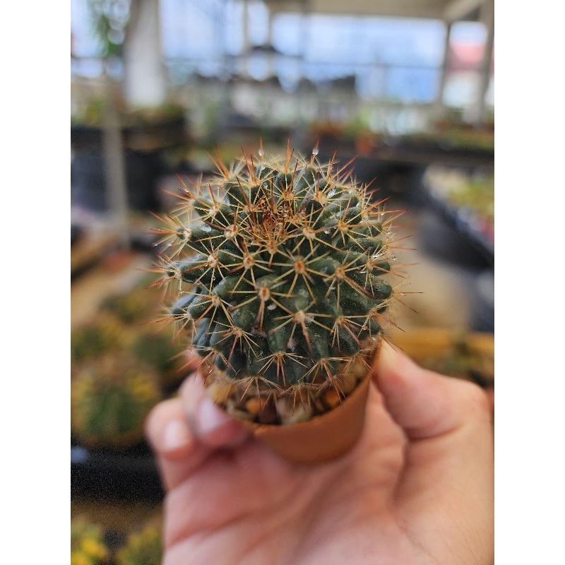 กระบองเพชร แคคตัส Mammillaria Mammillaris แมมหนามพิกุล