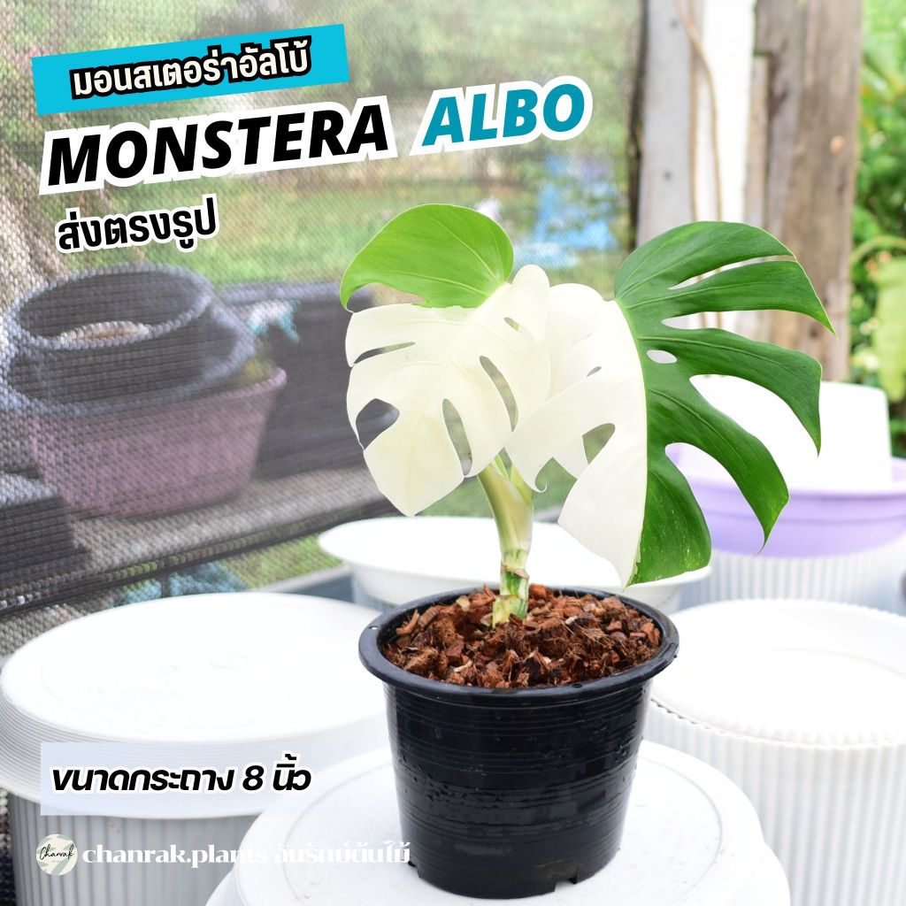 Monstera Albo มอนสเตอร่าอัลโบ้