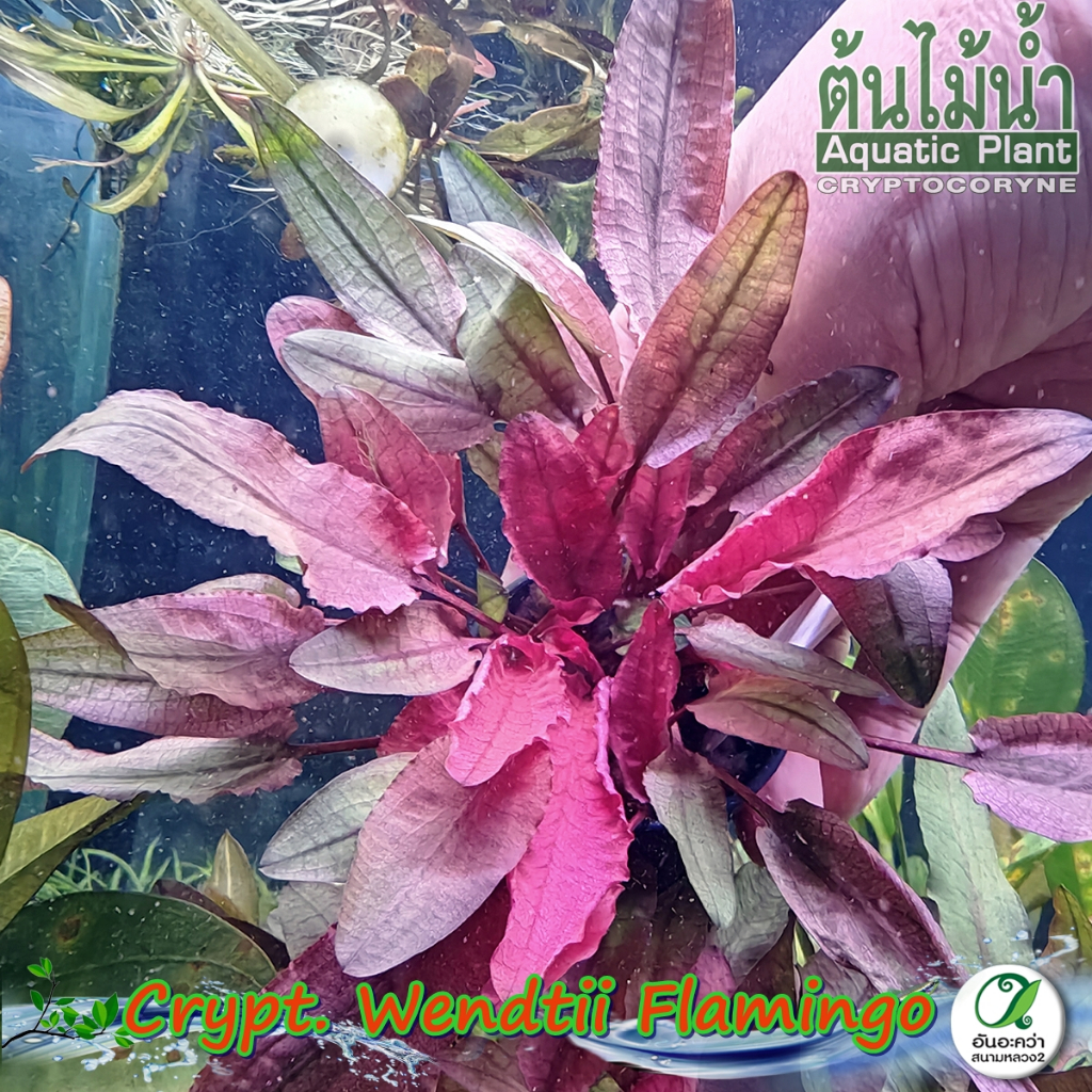 Cryptocoryne flamingo - คริปฟามิงโก้