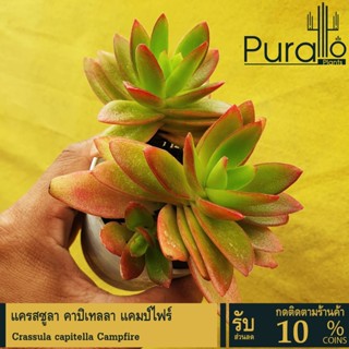 ต้นไม้อวบน้ำ กุหลาบหิน แครสซูลา คาปิเทลลา แคมป์ไฟร์ Crassula…