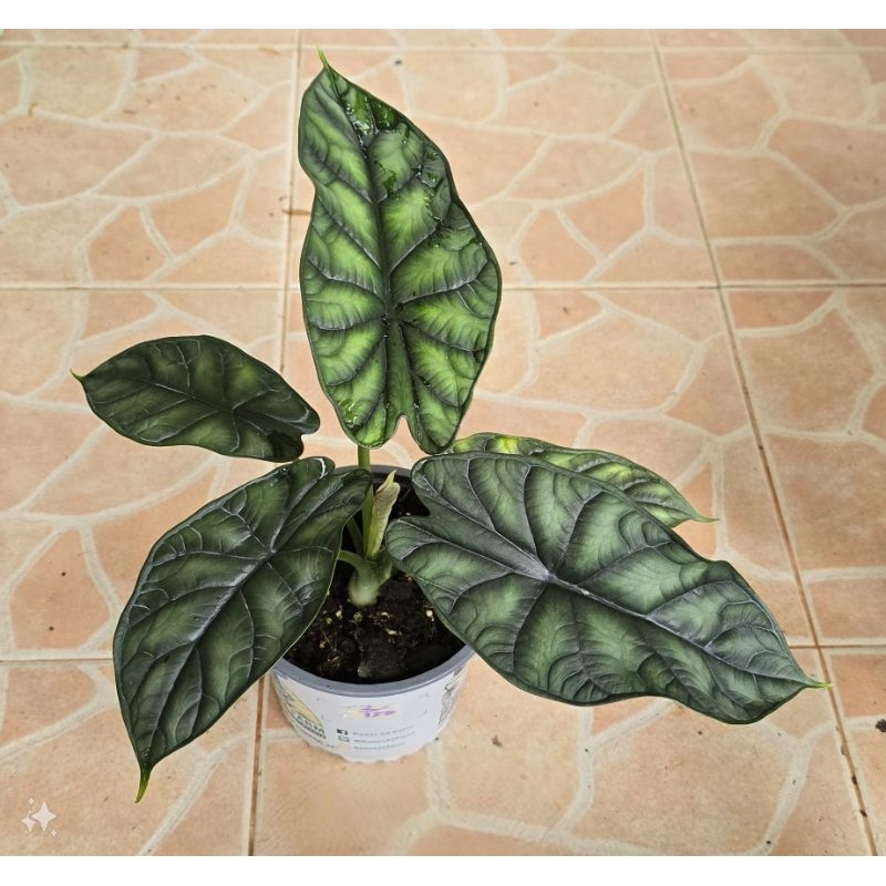 อโลคาเซีย ดาร์กอนสเกล Alocasia dragon scale