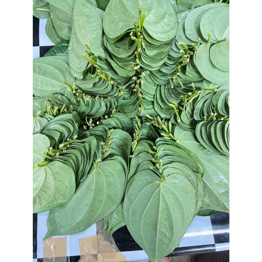 ใบพลูเขียวใต้ (1 กิโลกรัม) พลูกินหมาก พลูพิธีกรรม คัดใบสวย ใบพลูเรียง ကွမ်းသီး ไซส์รวม เก็บสดจากสวนทุกวัน - รูปที่ 2