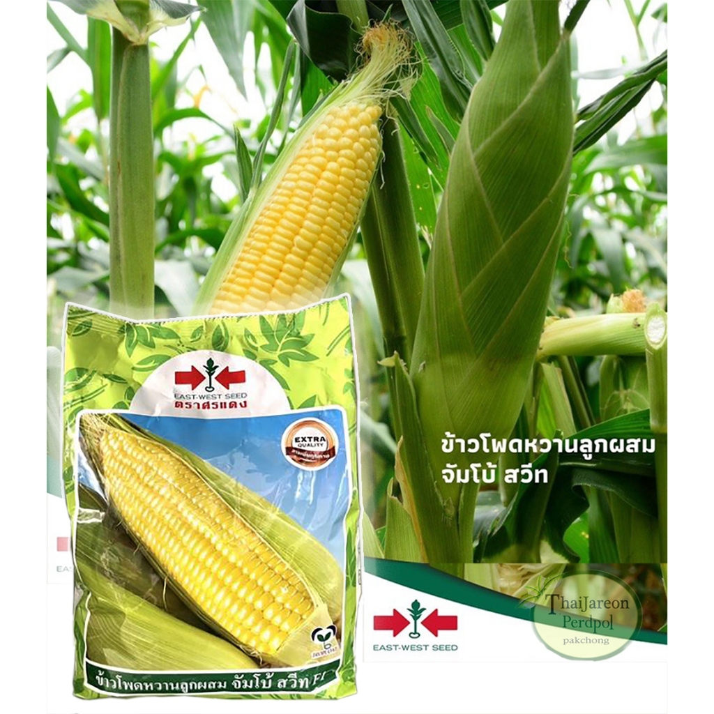 [1kg][LOT EXP 10/69] เมล็ดพันธุ์ ศรแดง ข้าวโพดหวาน ข้าวโพด ลูกผสม จัมโบ้สวีท หวาน ปลูกง่าย 1KG