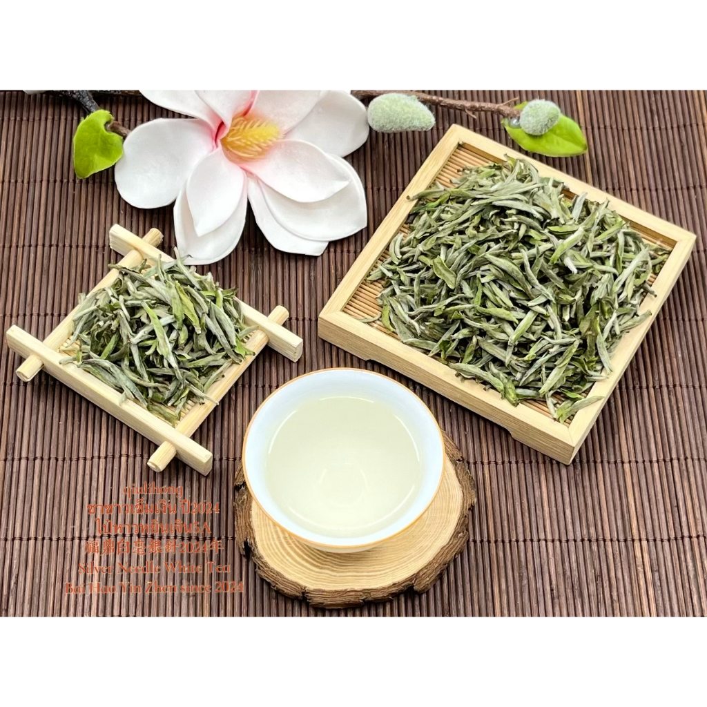 ชาขาวเข็มเงิน/ไป๋หาวหยินเจิน ของฝูเจี้ยน ปี2024 白茶白毫银针 Silver Needle / Baihao Yinzhen White Tea since 2024