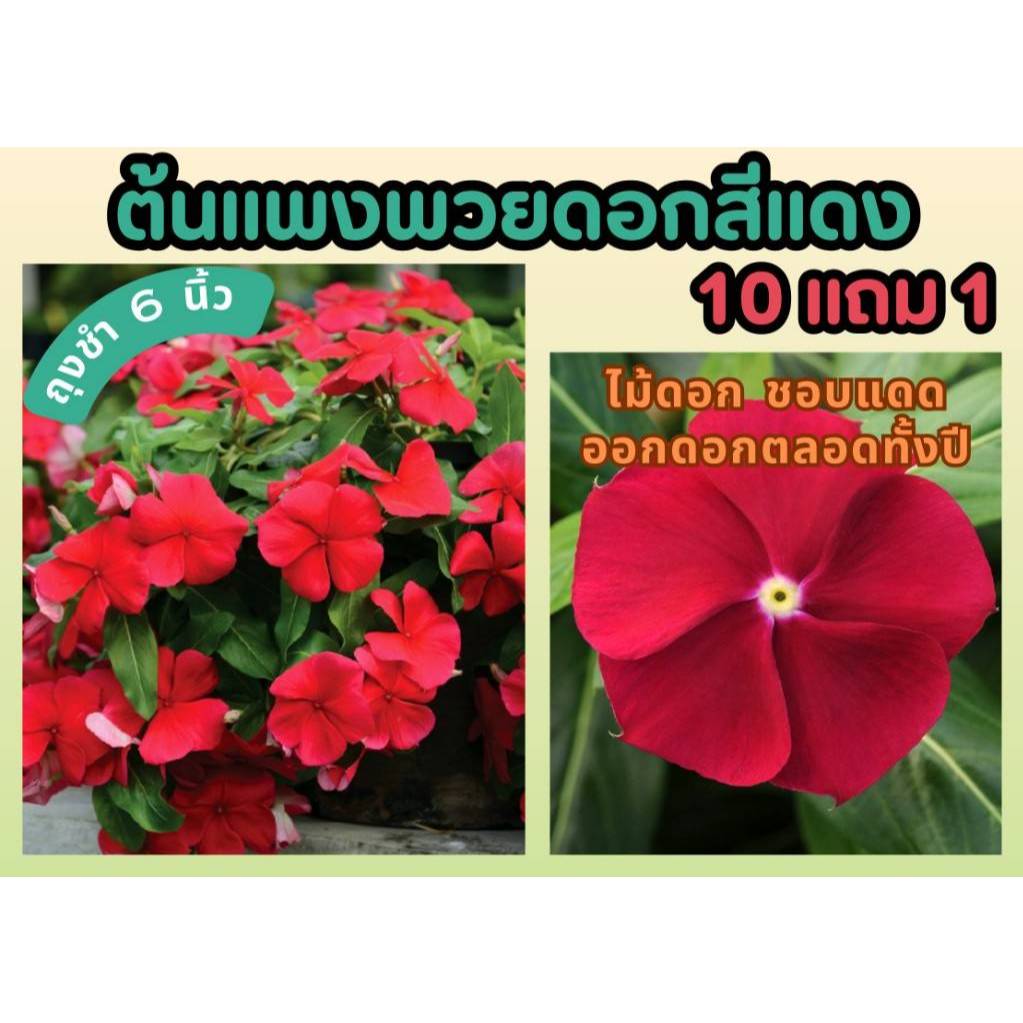ต้นแพงพวยดอกสีแดง ในถุงชำ 6 นิ้ว จัดสวน แต่งบ้าน ปูหญ้า หญ้าสนาม ไม้แดด ดอกสีแดง ดอกไม้กินได้ ผักสลัด สวนครัว ธรรมชาติ