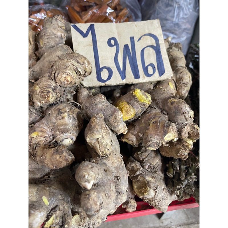 หัวไพลสด ว่านไฟ ไพลเหลือง - รูปที่ 4