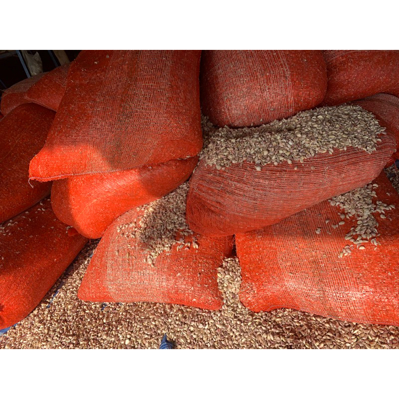 กระเทียมทำพันธุ์ พร้อมปลูก กระเทียมจุก อัตราการขึ้นสุง 1 กก. คัดคุณภาพ กระเทียมเชียงดาว - รูปที่ 2