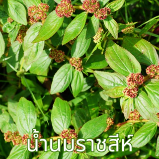 ชาน้ำนมราชสีห์ ตราไร่กฤติยา (Garden Spurge Tea, ผักโขมแดง)