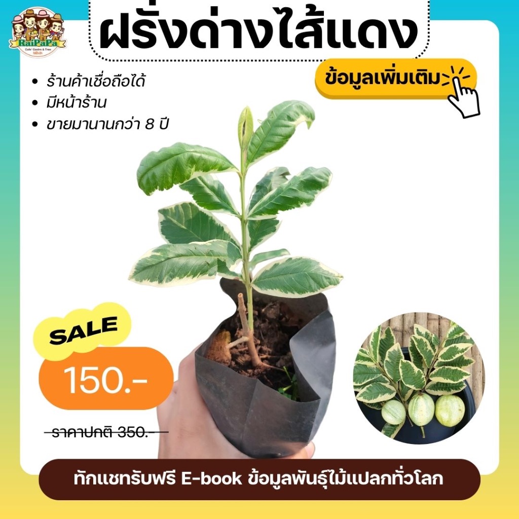 ฝรั่งด่างไส้แดง ผลไม้แปลก รสชาติอร่อยมาก เนื้อสีแดง กรอบ ใบด่างสวย ไม้ประดับ
