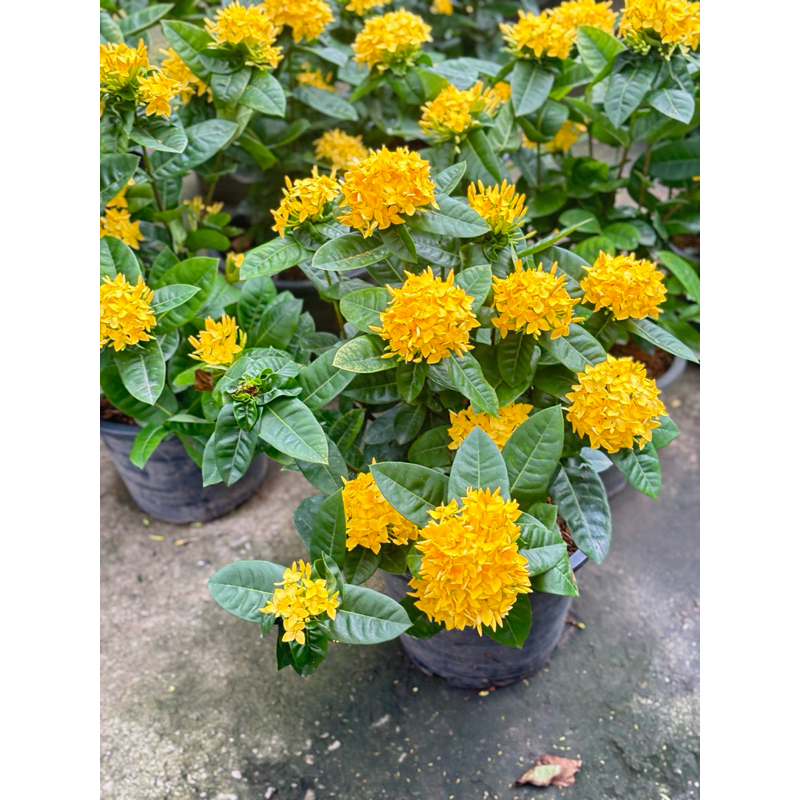 ต้นเข็มชัชวาล เข็มไต้หวัน เข็มเศรษฐี ใบใหญ่สีเหลือง กระถาง 11 นิ้ว1ต้นต่อกล่อง2ต้นต่ออเดอร์ห่อตุ้มนะค่ะ