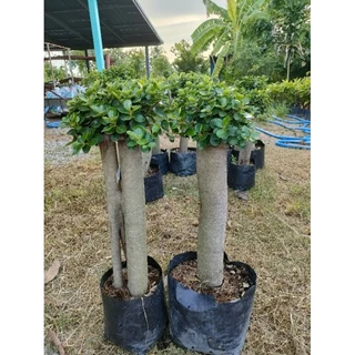 ต้นช้อนเงินช้อนทองตอใหญ่อวบอ้วน สูง60-70cm ต้นแข็งแรงพร้อมปลูก ราคาถูกจากสวย