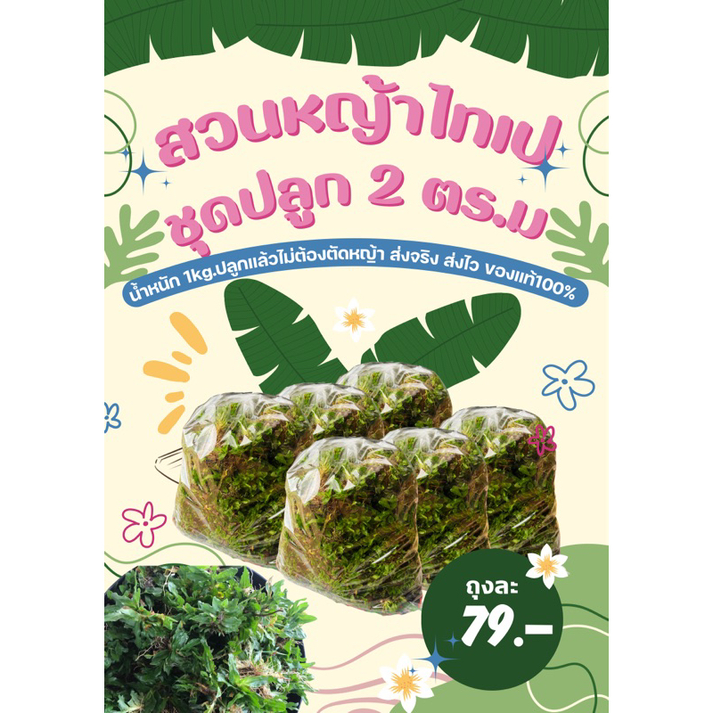 หญ้าไทเป ชุด 2 ตร.ม ของแท้ ส่งไว ถูกจริง (น้ำหนัก 1kg)