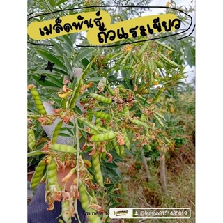 เมล็ดพันธุ์ถั่วมะเเฮะเขียวถั่วแระเขียว300เมล็ด 39บาทซื้อ 2 แถม 1