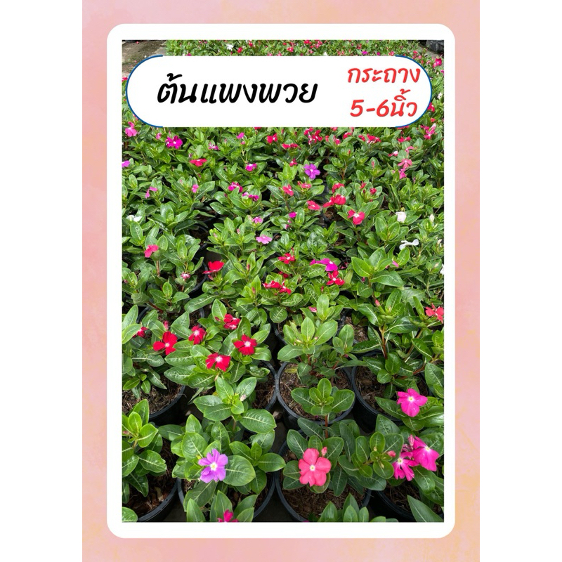 ต้นแพงพวย เลี้ยงง่าย ทนแดด ออกดอกทั้งปี กระถางหรือถุงชำ6นิ้ว