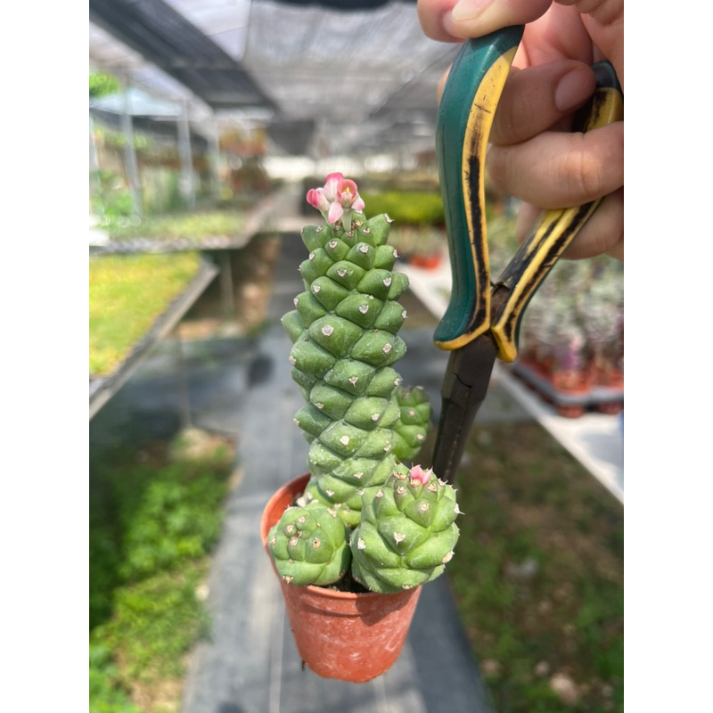 โมนารีนั่มแคระ ((( เขียว  ))) ดอกชมพู