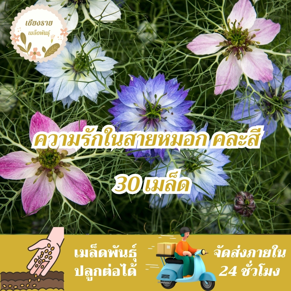 เมล็ดพันธุ์ ความรักในสายหมอกคละสี (เมล็ด+ดอกไม้กินได้) 30เมล็ด Love in a Mist (Nigella damascena) เมล็ดพันธุ์แท้100%