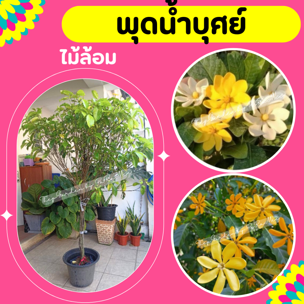 ต้นพุดน้ำบุศย์ #ไม้ล้อม #พุดน้ำบุศย์ สูง1.8-2M. pre
