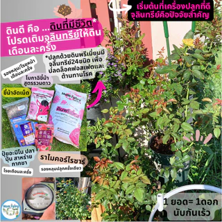 10L/4 Kg ดินกุหลาบ และไม้ดอก สูตรพรีเมี่ยม สูตรบำรุงดอก 13 ส่วนผสม มีผลตรวจแล็บ ธาตุอาหารสูง ไม้เติบโตได้ดีในระยะยาว