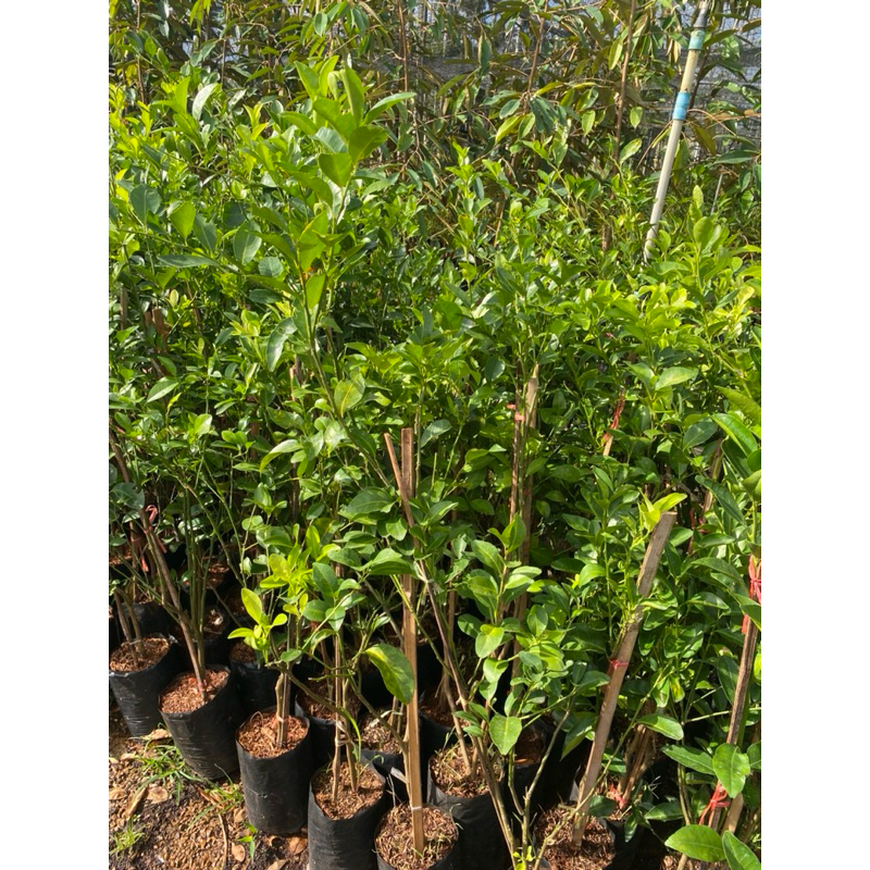 ต้นส้มแป้น ใบแป้น กิ่งชำถุงกลาง🌿🌿