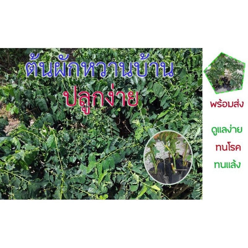 ต้นผักหวานบ้าน ยอดอวบใหญ่ ปลูกง่าย ต้นยาว 20-30 ซม.