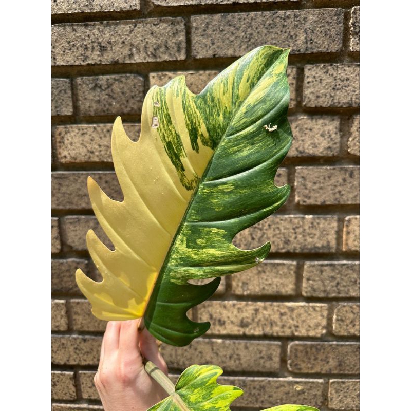 Caramel Marble Philodendron Variegatedโทนเหลืองมิ้นต์จำหน่ายแบบวางข้อชำส่งในถ้วยอบอย่างดี