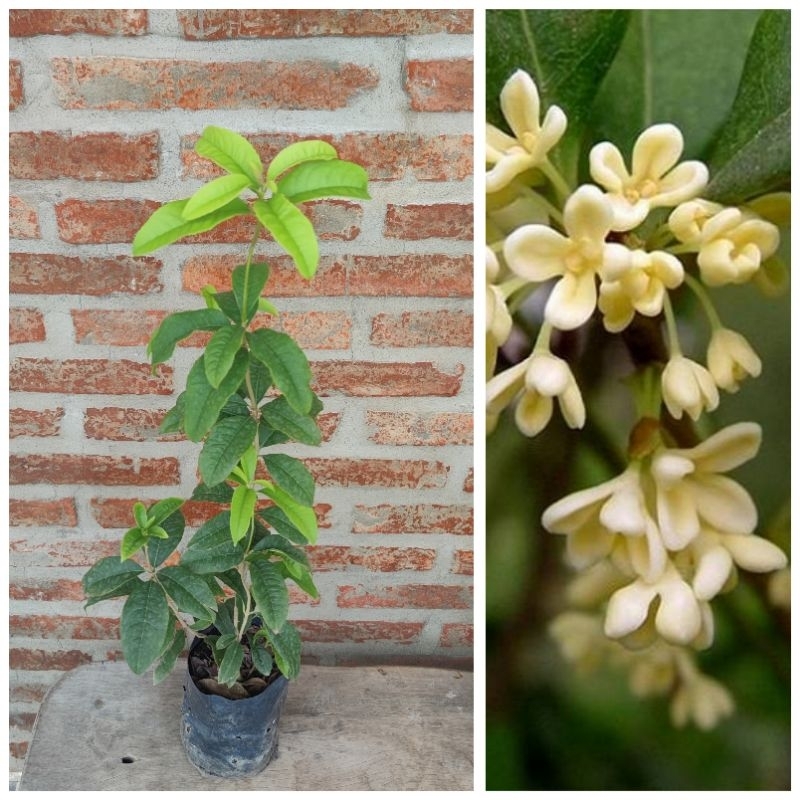 ต้นหอมหมื่นลี้ ดอกหอม ดอกชงชาได้ ต้นสูง 30-50เซนติเมตร