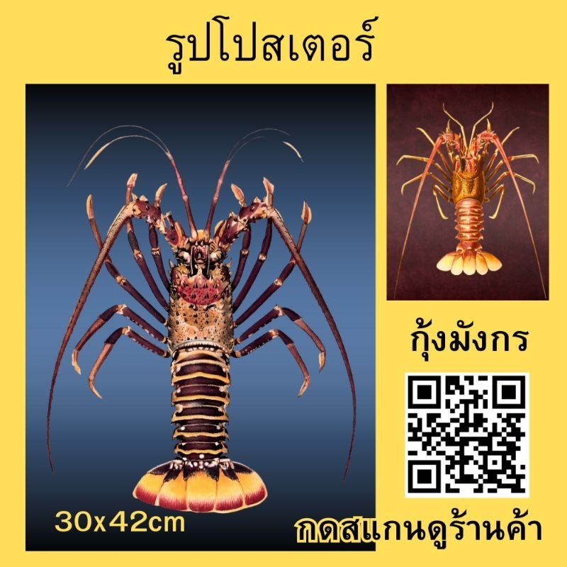 รูป โปสเตอร์ กุ้งมังกร ปิดฝาผนัง ตกแต่งห้อง สนใจภาพอื่น สแกนดูร้าน QR code #นำโชคลาภ
